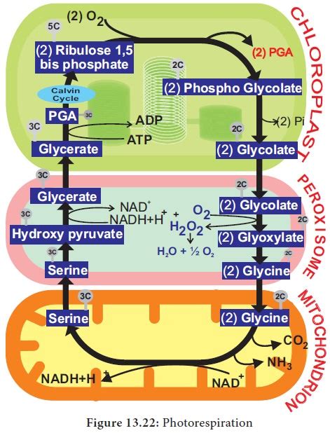 Photorespiration Graph