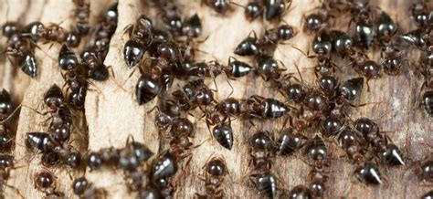 NestWatch | What Should You Do About Ants in Birds' Nests? - NestWatch