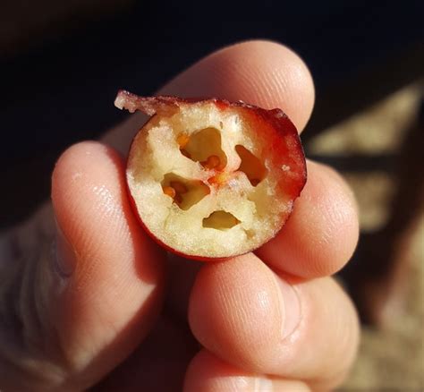 Tales From the Bog: Inside a New England Cranberry Harvest | Oyster.com