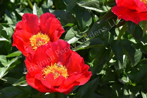 The Alexander Woollcott Peony | Adelman Peony Gardens