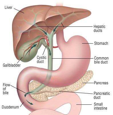 Gallbladder and bile duct cancer Guide: Causes, Symptoms and Treatment ...