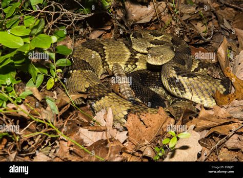 Rattlesnake fangs hi-res stock photography and images - Alamy