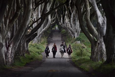 dark-hedges-game-of-thrones | Entertales | Trending Viral Stories