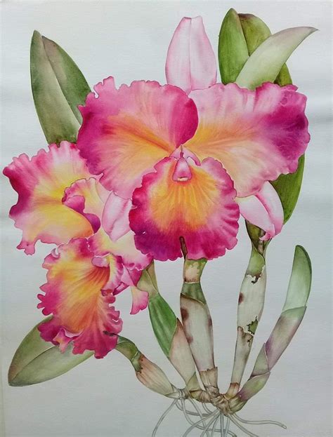 orchid watercolor great example Botanical Watercolor, Botanical ...