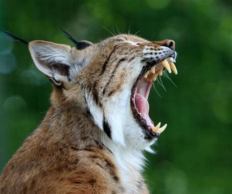 Lynx Or Bobcat Free Stock Photo