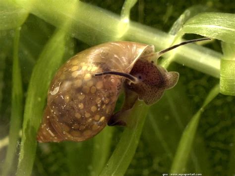 acute bladder snail: physa acuta-aquaportail | 軟体, 体