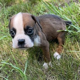 Black Boxers For Sale/boxer Puppies For Sale Near Me