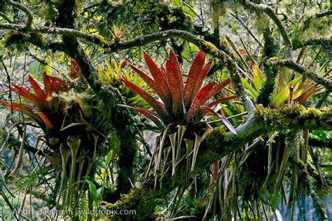 Bromeliads (Bromeliaceae) on moss-covered tree | WILDTROPIX | ANDRE ...