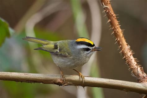 Golden-crowned Kinglet | BirdNote