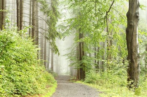 Trail through misty late summer forest — Stock Photo © nature78 #3801019