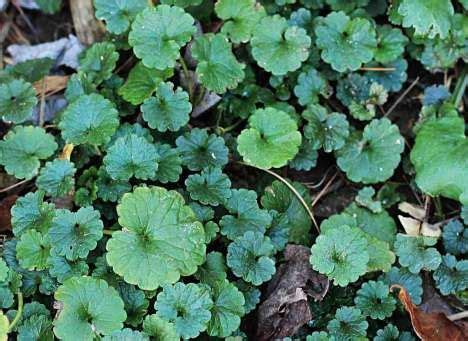 Ground Ivy | Edible plants, Edible wild plants, Wild edibles