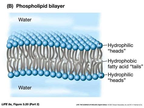 Phospholipid Bilayer | Lipid Bilayer | Structures & Functions