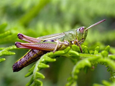 Where do grasshoppers live