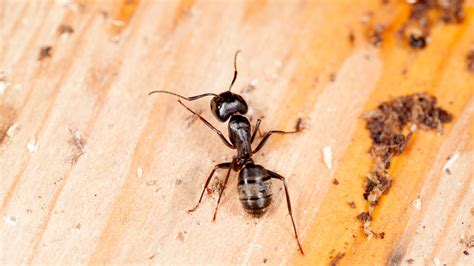 How To Get Rid Of Carpenter Ants - Proctor Pest Control