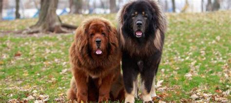 Giant Fluffy Dog Breeds