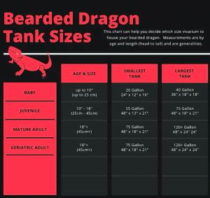 What is the Correct Bearded Dragon Tank Size? – [Vet Explains Pets]