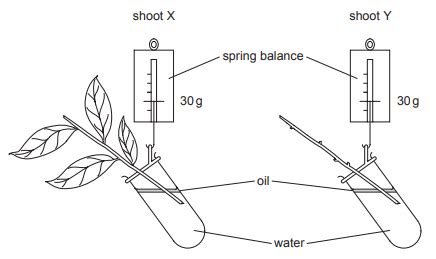 The diagram shows two shoots at the start of an experiment on transpirati..