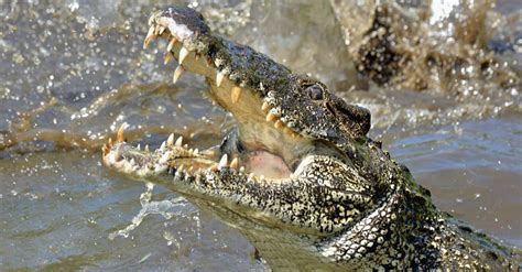 Crocodile Death Roll: Everything you Wanted to Know - AZ Animals