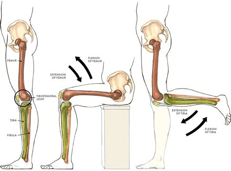 [View 23+] Ball And Socket Joint And Hinge Joint