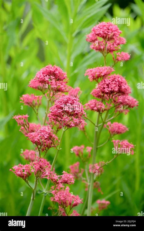 Reddish beard hi-res stock photography and images - Alamy