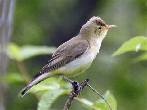 Icterine Warbler - eBird