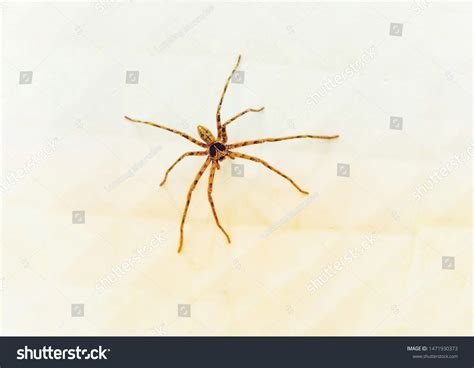 Spiders Creatures That Arthropods Arthropods There Stock Photo ...