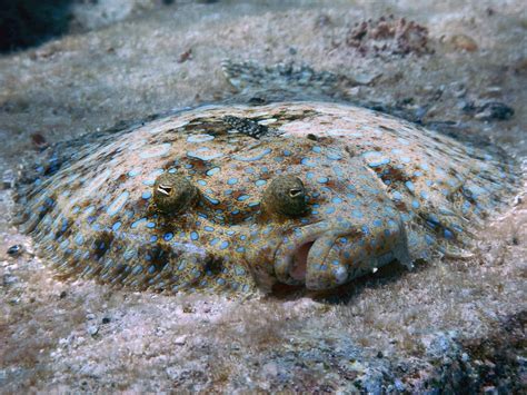 Peacock Flounder - Freediving in United Arab Emirates. Courses ...