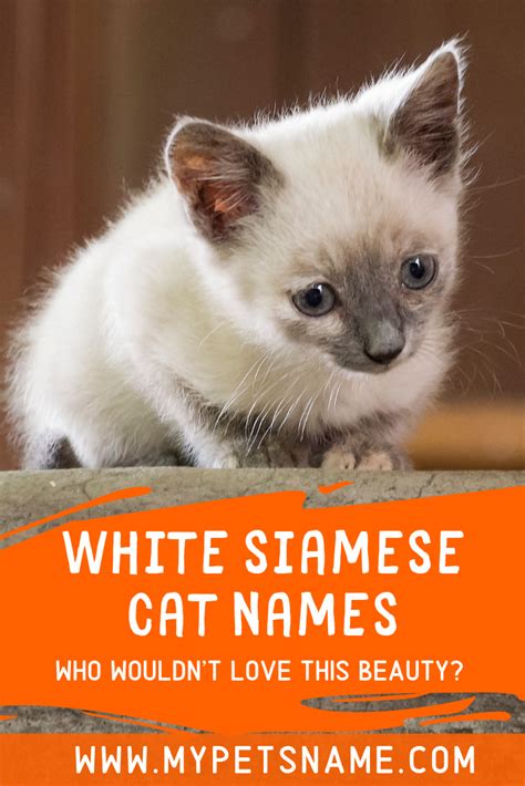 White Siamese Cat Names | Siamese cats, Cat names, Beautiful kittens