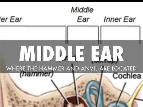 Ear by Holly Christian