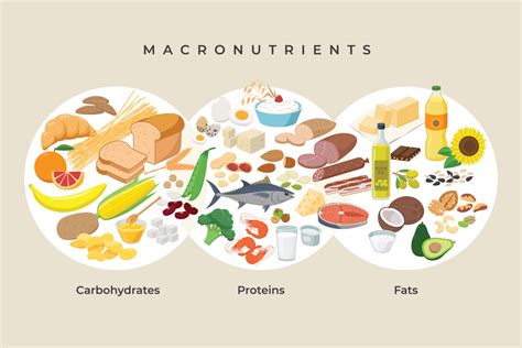 A Balanced Diet - Carbohydrates and Fat - Biology Online Tutorial