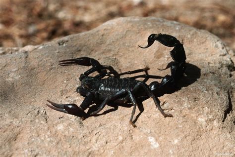 HD Wallpapers Blog: Black Scorpion HD Wallpapers