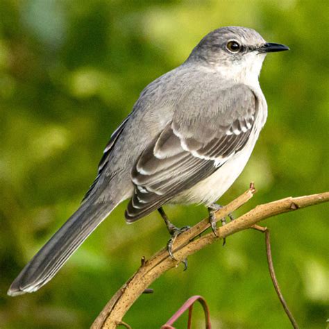 ¿Cuáles son los pájaros que vuelan cuando hay luna llena?