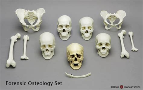 Bone Clones - Osteological Reproductions