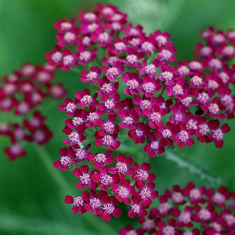 Buy yarrow Achillea 'Summerwine': Delivery by Waitrose Garden ...