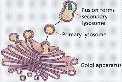 The Golgi Apparatus: The Golgi Apparatus and Lysosomes