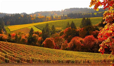 8 Stunning Photos Of Oregon's Fall Foliage