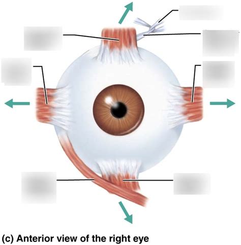 extrinsic eye muscles 4 Diagram | Quizlet