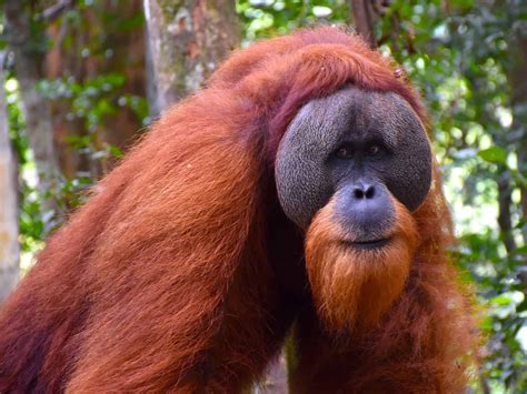 Sumatran Orangutans - Sumatran Orangutan Treks by Sumatra EcoTravel