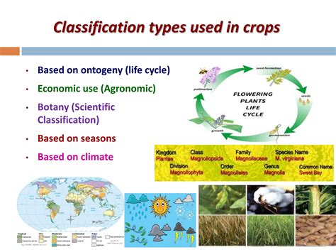 Agronomic Crops Classification - Agriculture | PPT | Free Download