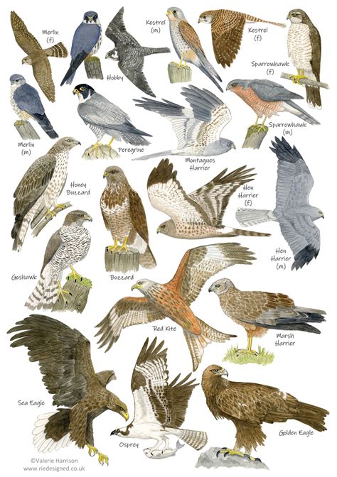 British Birds of Prey Identification A5 Card Postcard, Art Print