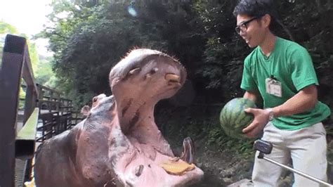 Watermelon Eating GIF - Find & Share on GIPHY