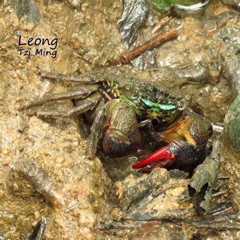 CRAB-EATING MUDSKIPPER - Bird Ecology Study Group