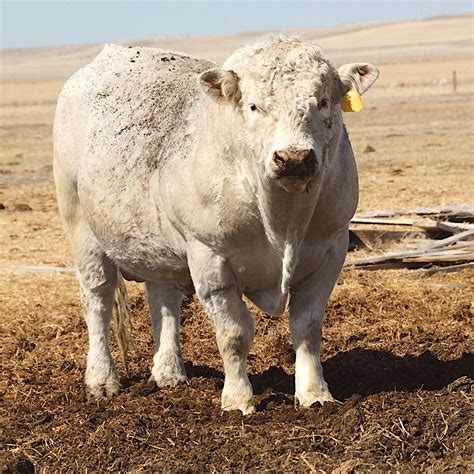 Is This The Best Cattle Breed For You?