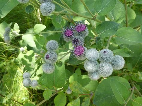 Purple Blossom of a Cocklebur Flower in the Forest Stock Image - Image ...