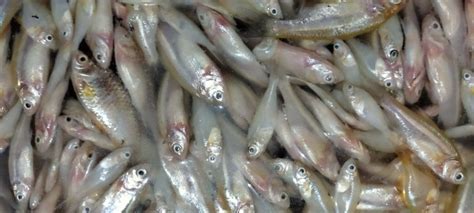 Nethili Fish in English | Nethili Health Benefits | Anchovy Fish – The ...