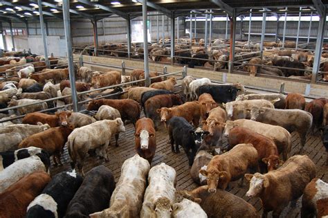 Beef trade: All quotes hold firm despite talk of dropping cow prices ...