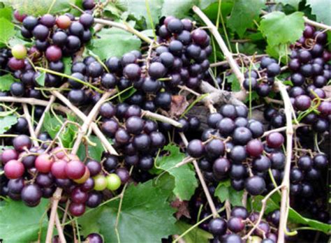 Pruning Muscadine Grapes | N.C. Cooperative Extension