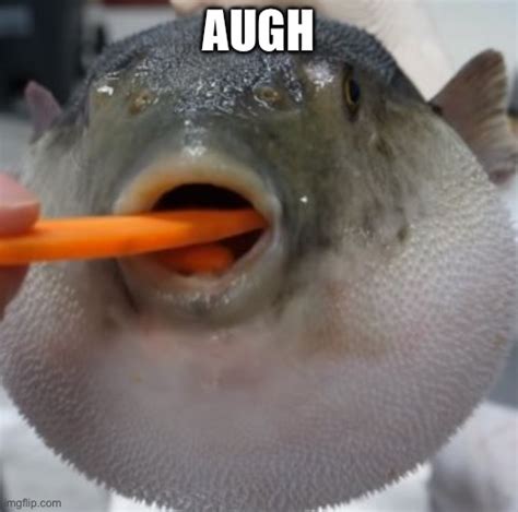 pufferfish augh - Imgflip