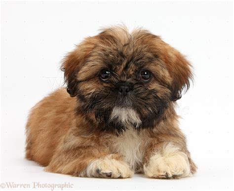 Dog: Brown Shih-tzu pup lying with head up photo WP38154