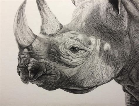 And it’s finished! I started drawing this black rhino a few months back ...